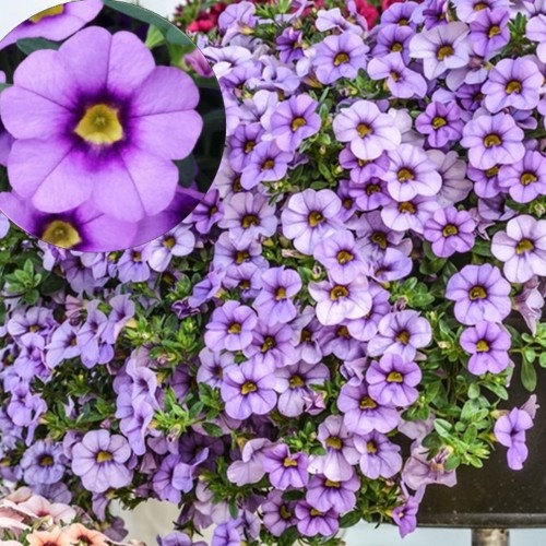 Calibrachoa 'Aloha Kona Tiki Blue Sky' - Puispetuunia 'Aloha Kona Tiki Blue Sky'